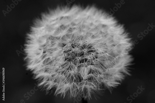 Black and white macro photo of a dandelion