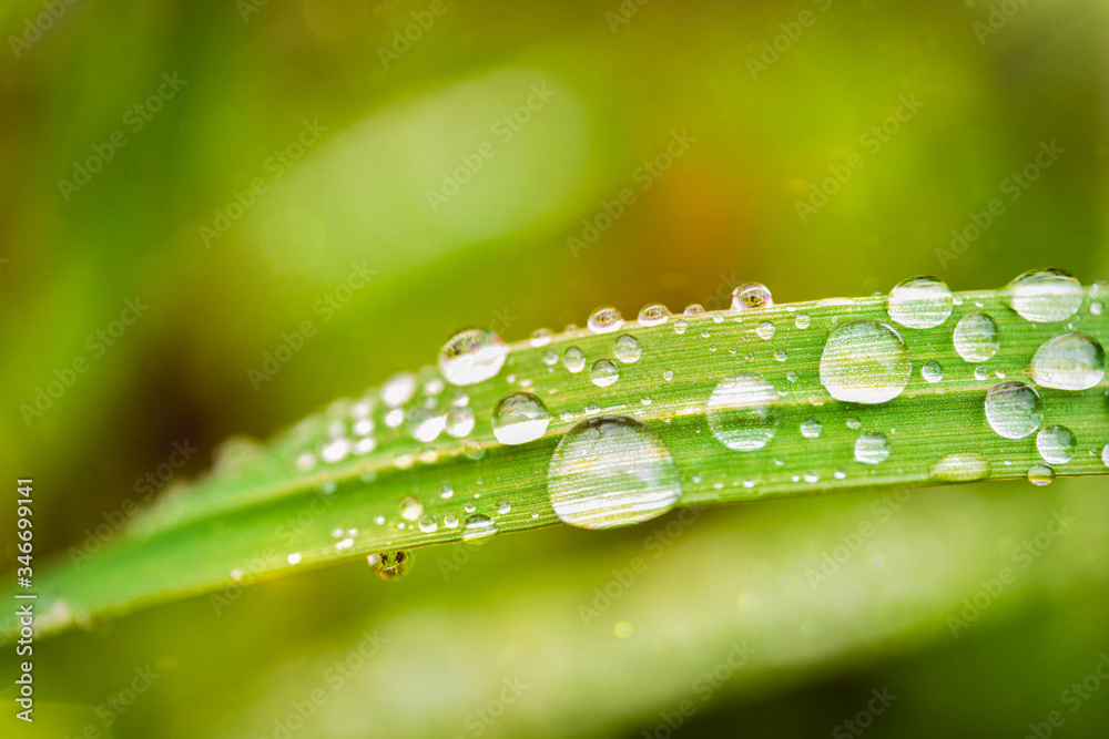 green grass with dew drops
