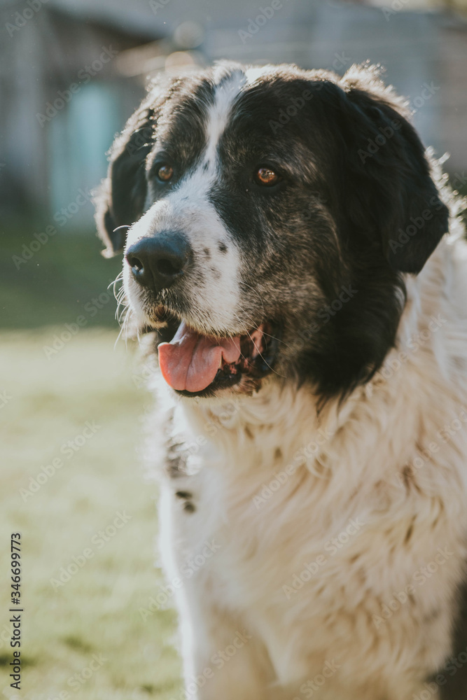 portrait of a dog