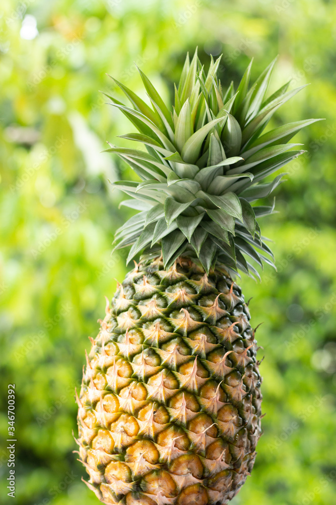 Fototapeta premium Vertical pineapple shaped photo with a green background.