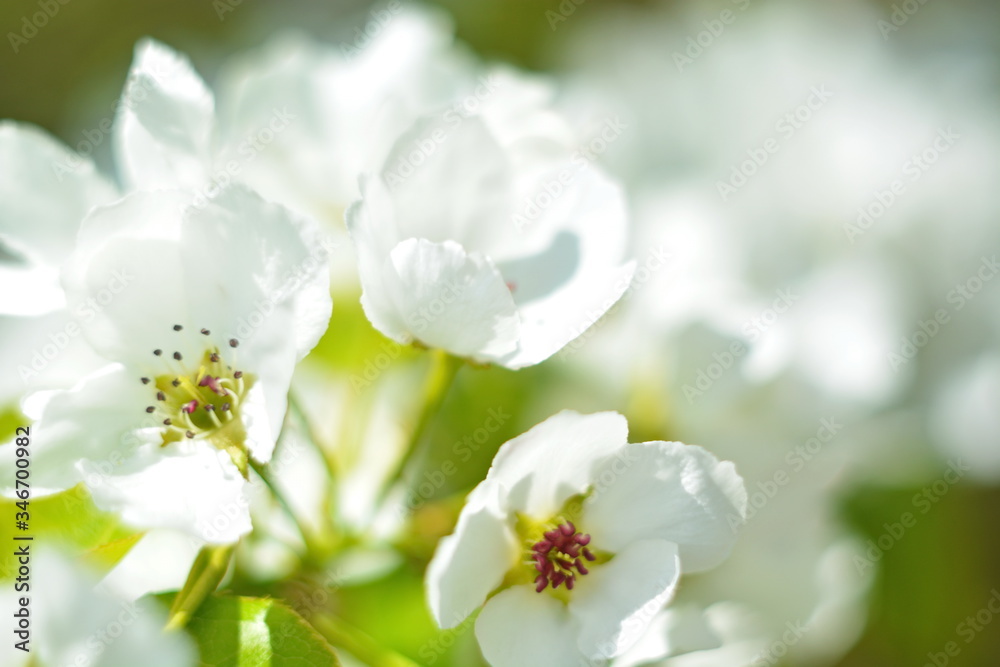 Beautiful spring flower background with helios bokeh, bud of white flower apple on blooming branch close up. Selective focus. Horizontal frame Beautiful spring flower background with helios bokeh, bud of white flower apple on blooming branch close up. Selective focus. Horizontal frame