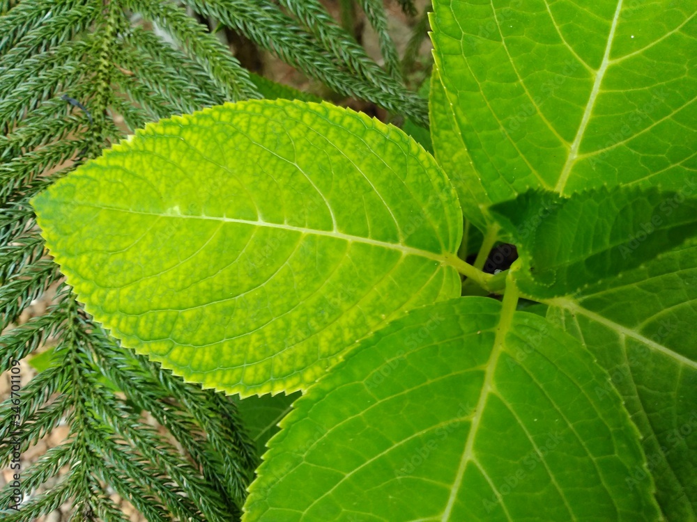green leaf texture green leaf texture