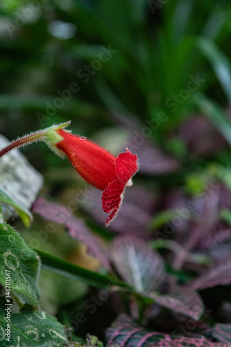 Single red flower close up in blurred background, Gesneriaceae