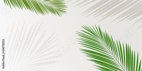 ヤシ　木　葉　背景