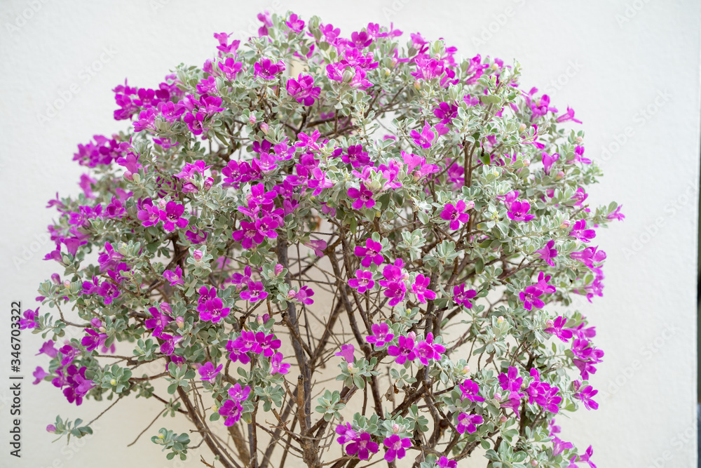 Obraz premium Blossom Purple Sage, Texas Ranger, Silverleaf or Ash plant against the wall.