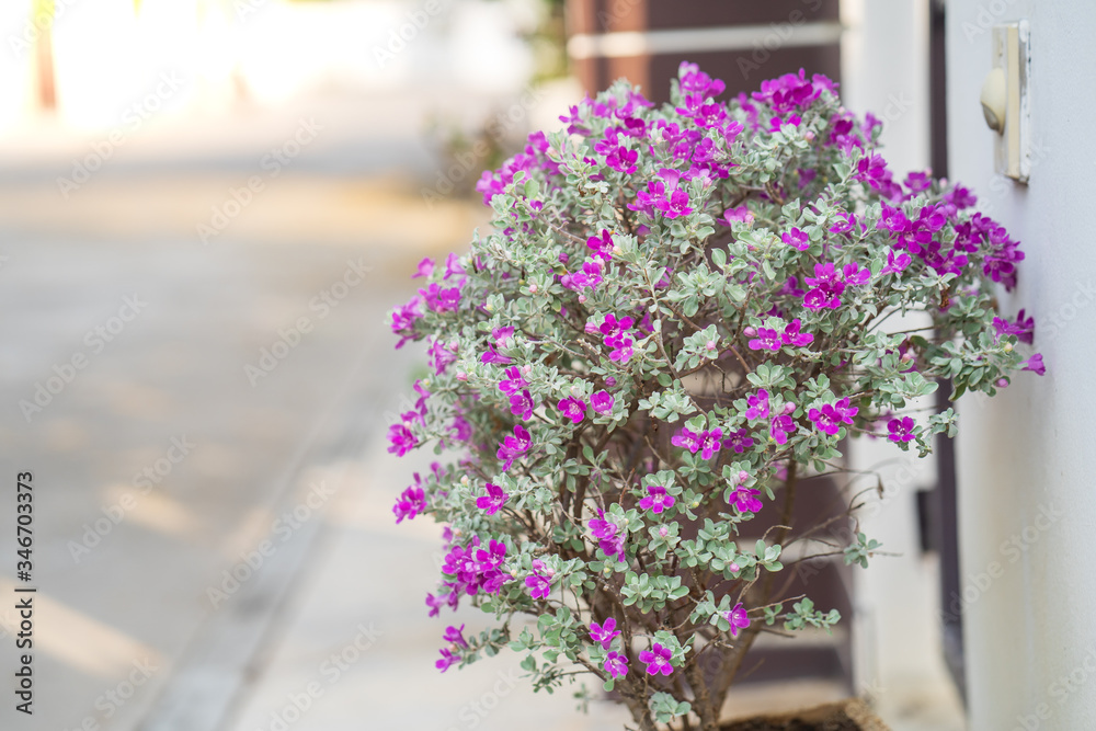 Blossom Purple Sage, Texas Ranger, Silverleaf or Ash plant  at garden.