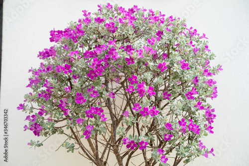 Canvas-taulu Blossom Purple Sage, Texas Ranger, Silverleaf or Ash plant  against the wall