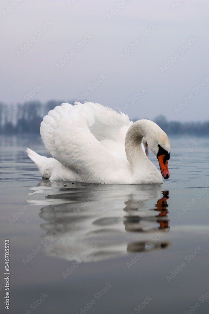 Naklejka premium White swan posing on a lake during cloudy day