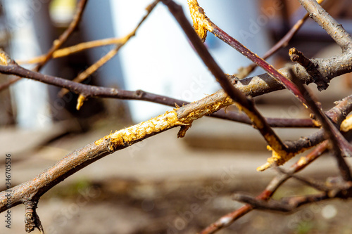 spoliage of fruit tree bark by rodents during winter, selective focus