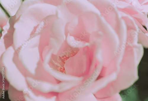 Closed Up Rose Flower on Japanese vintage style; Nature Background