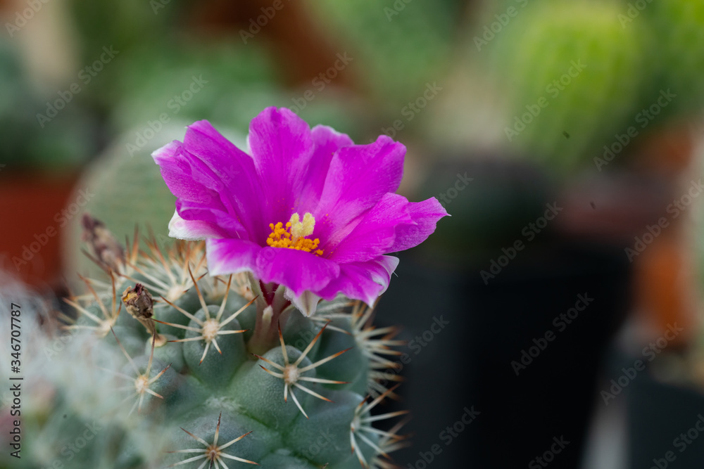 Pink color cactus flower Pink color cactus flower