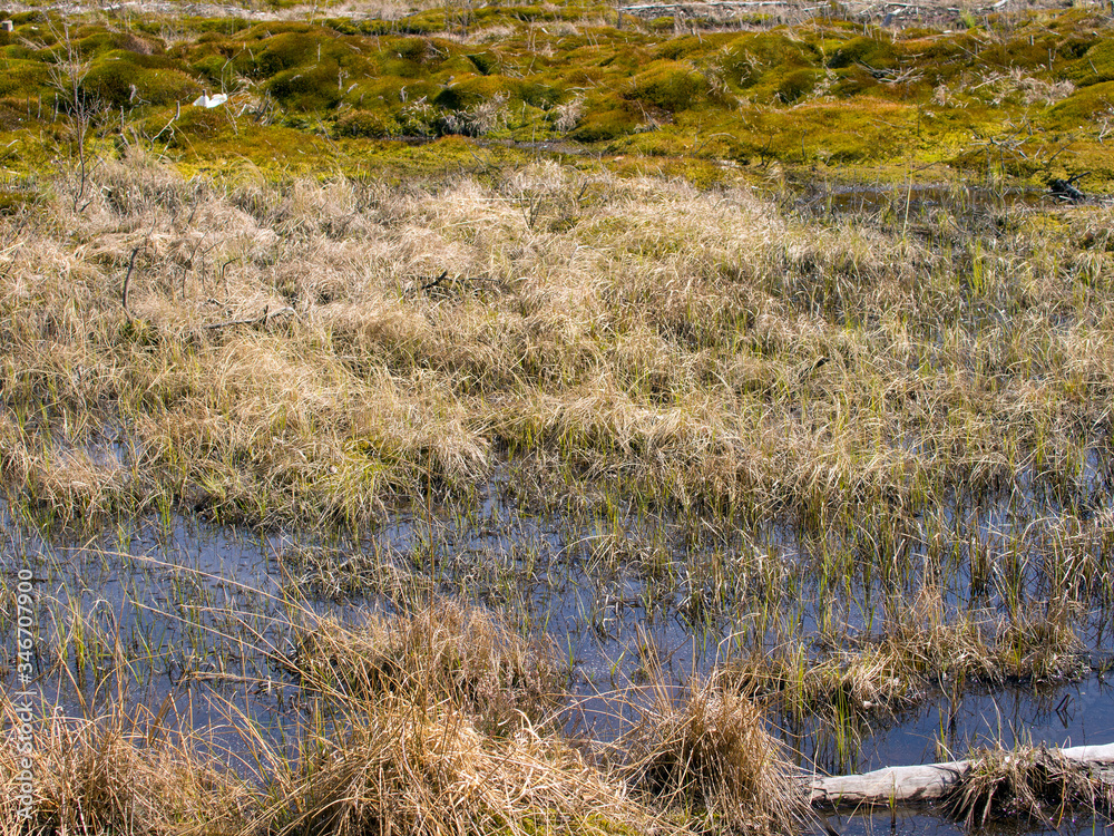 swamp in the spring swamp in the spring