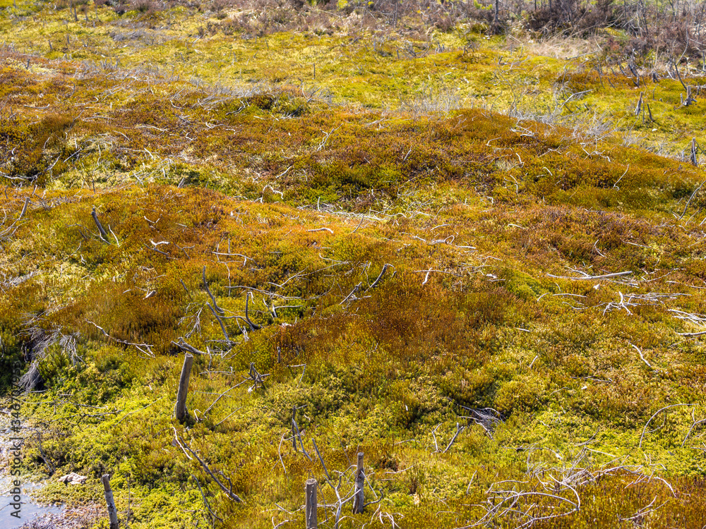 Green moss on a bog Green moss on a bog