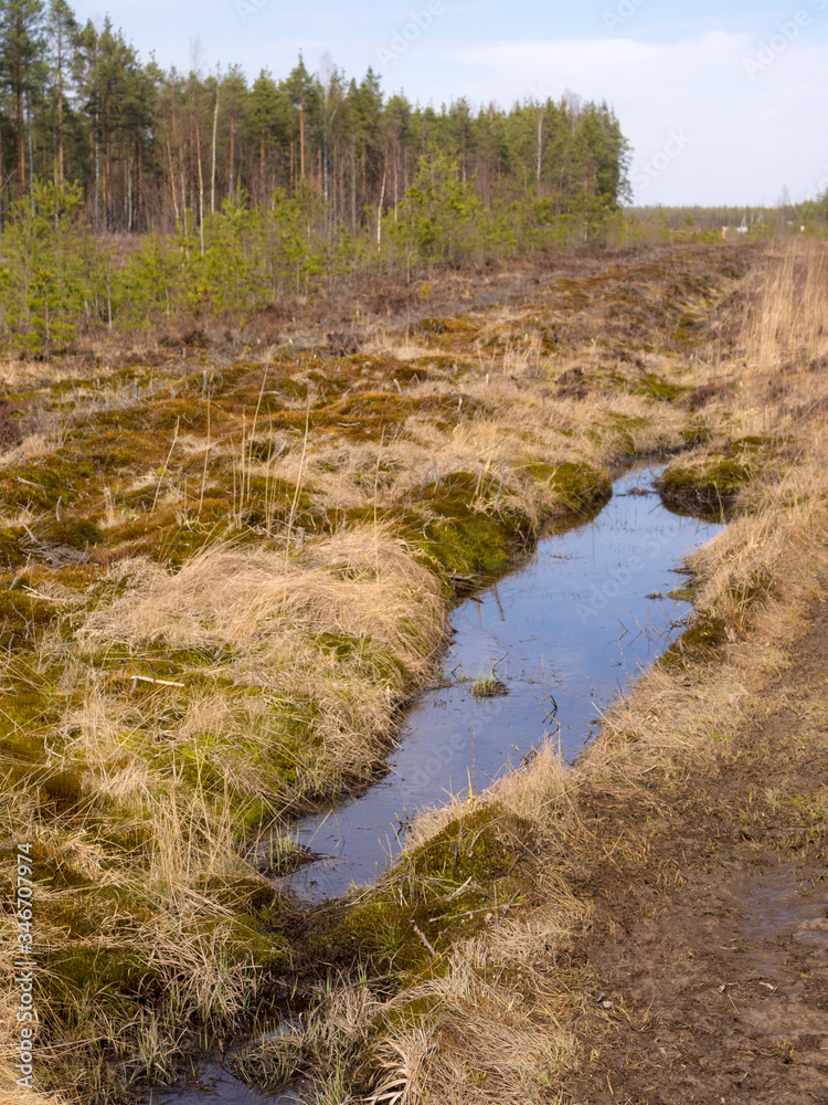 spring landscape with a swamp