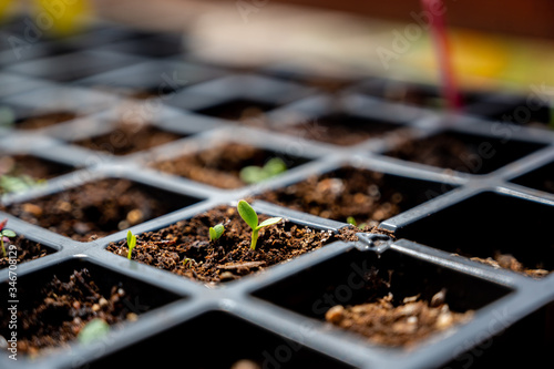 Subjective focus on Single sprout in a black plastic grid of a peat moss seed starting tray