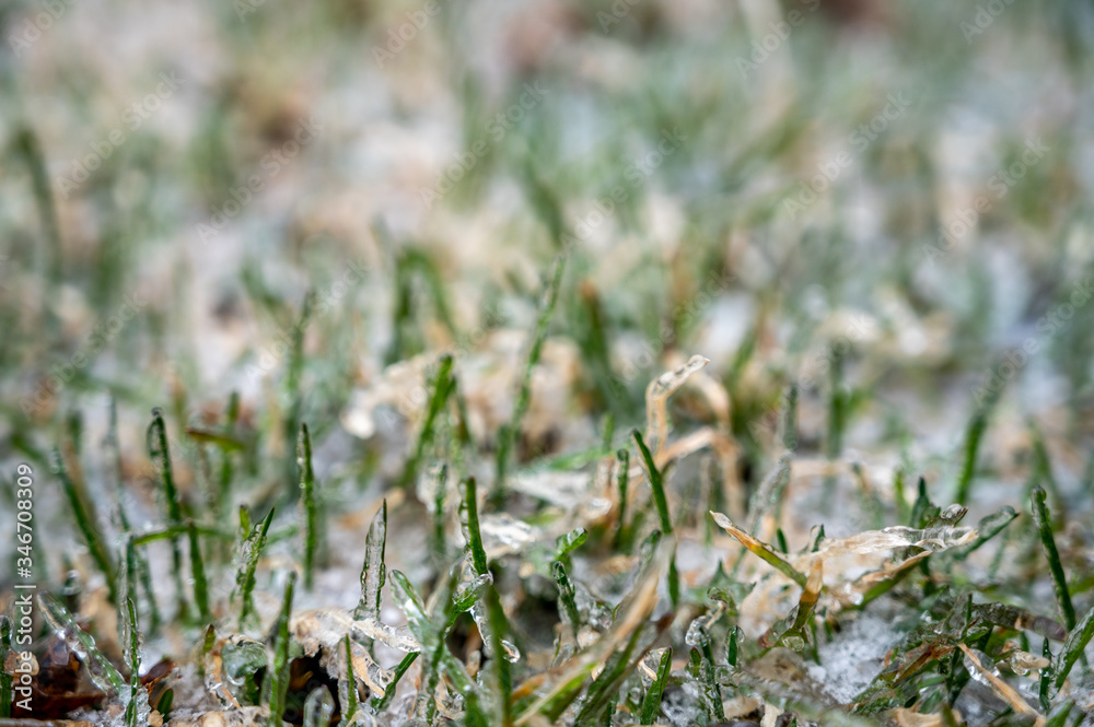 ice encased frozen grass in early spring