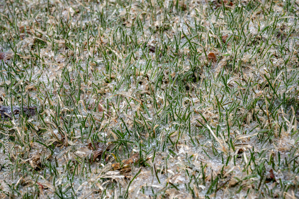 ice encased frozen grass in early spring ice encased frozen grass in early spring