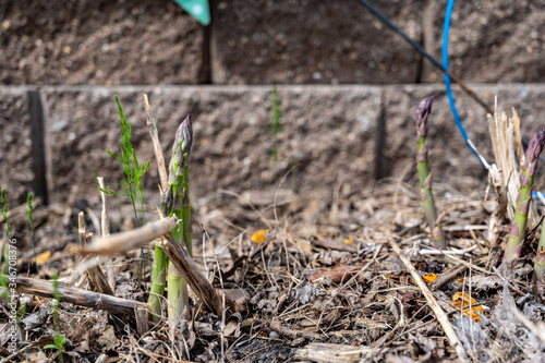 Wallpaper Mural Fresh shoots of asparagus in a garden bed Torontodigital.ca