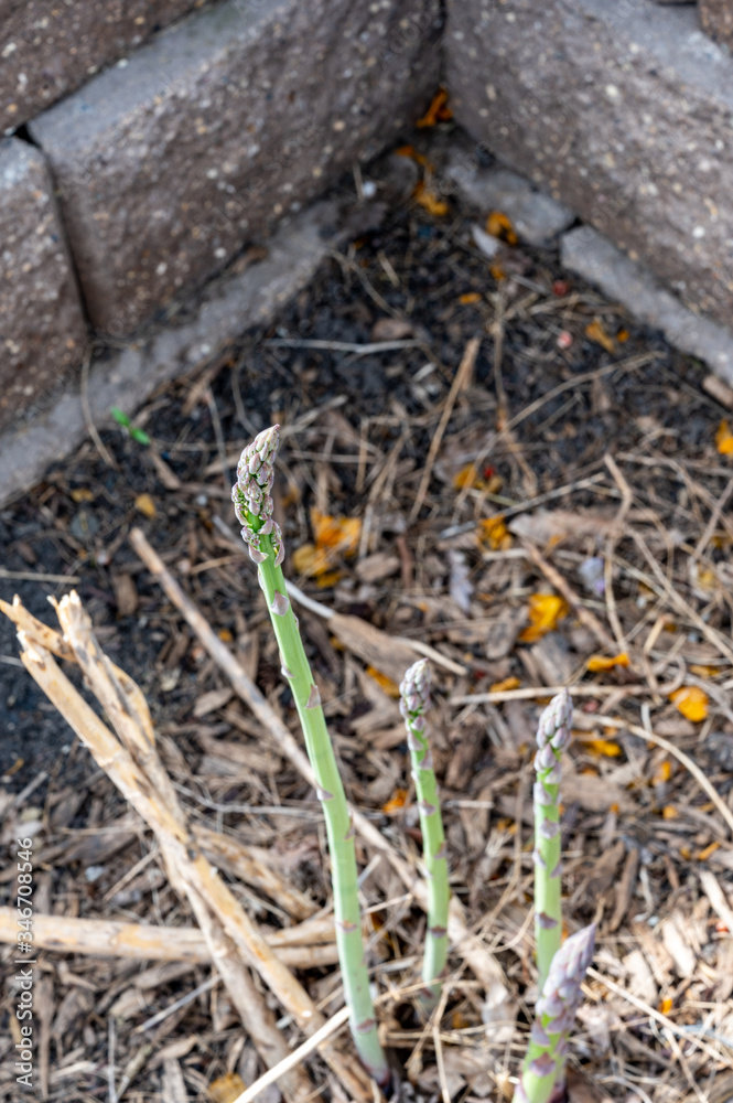 Top view of fresh green asparagus cluster in a garden bed Top view of fresh green asparagus cluster in a garden bed