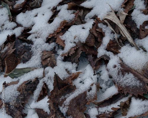 雪が残っている落ち葉（Fallen leaves with snow）