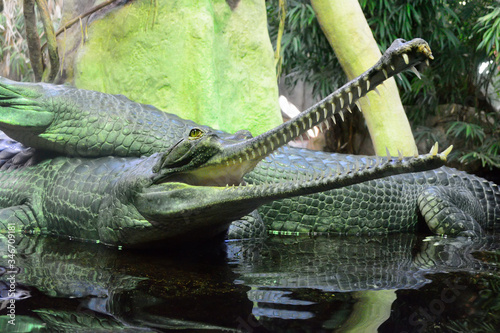 Hawaiian crocodile. Narrow muzzle