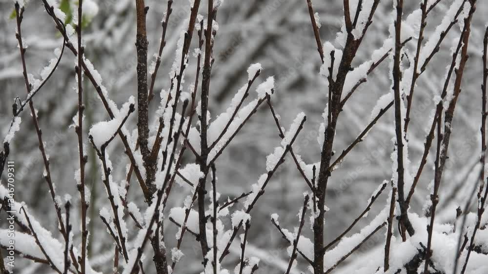 Stunning winter scenery. Snowing over the forest in the holiday season.