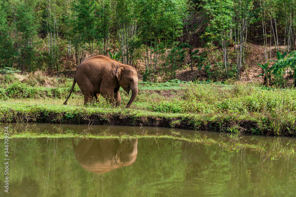 Cute baby elephant calf near the swamp water at Chiang Mai, Thailand, Small elephant in forest