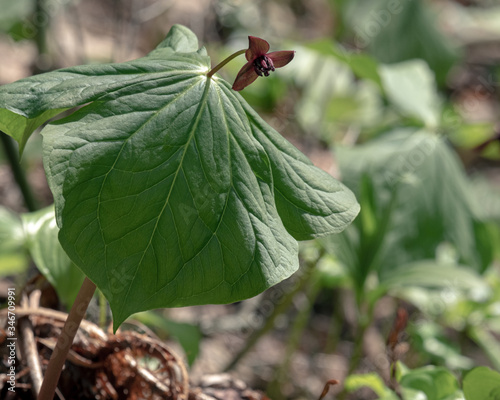 エンレイソウ（Trillium） photo