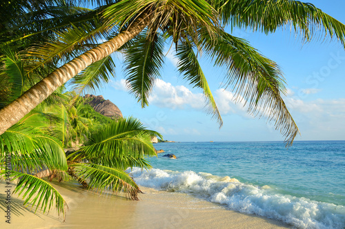 Coconut palms on sand beach Anse Source d'Argent in La Digue Island, Seychelles. © vencav