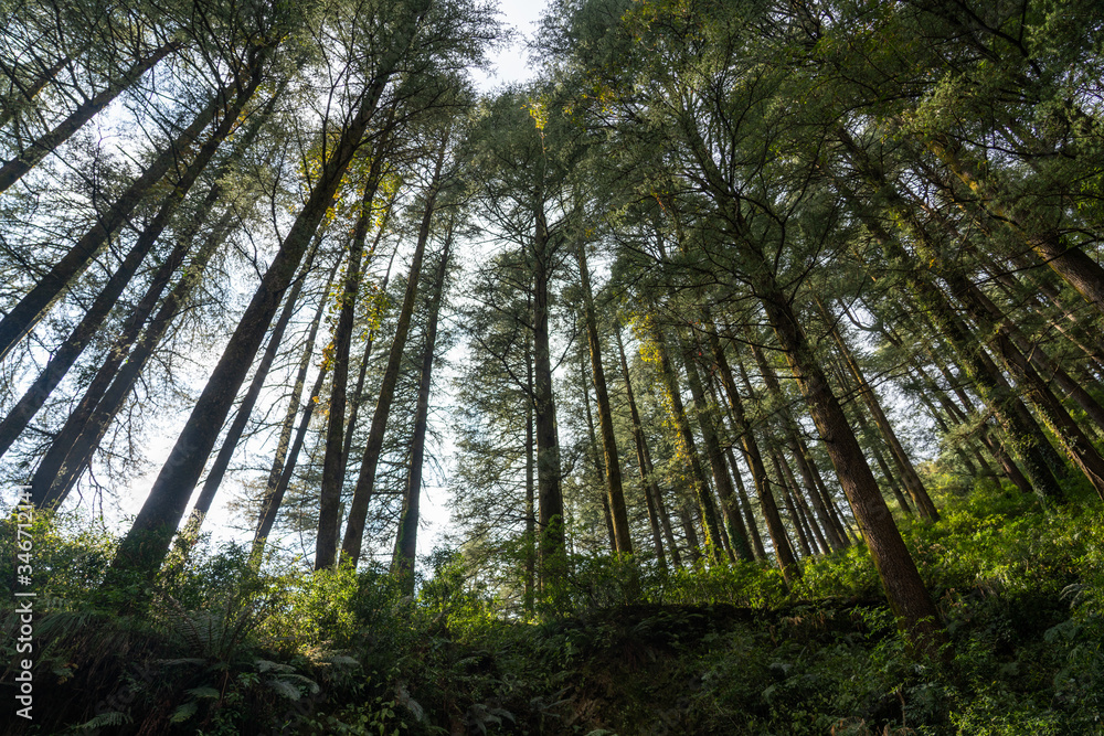 trees in the forest mcleod ganj india trees in the forest mcleod ganj india