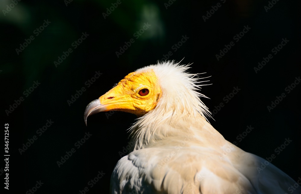 Egyptian Vulture neophron percnopterus Egyptian Vulture neophron percnopterus