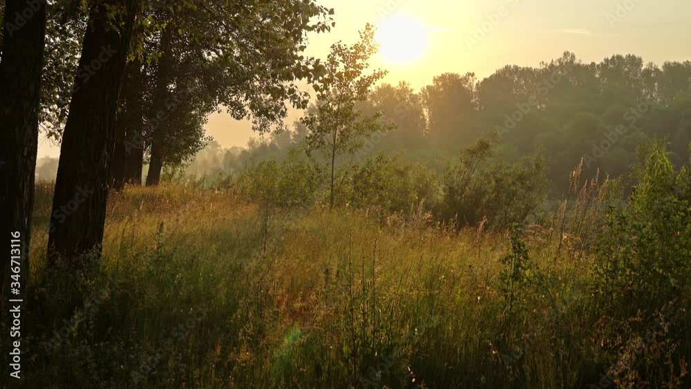 Trees and grass nature background in the morning, birds singing, 4k Trees and grass nature background in the morning, birds singing, 4k