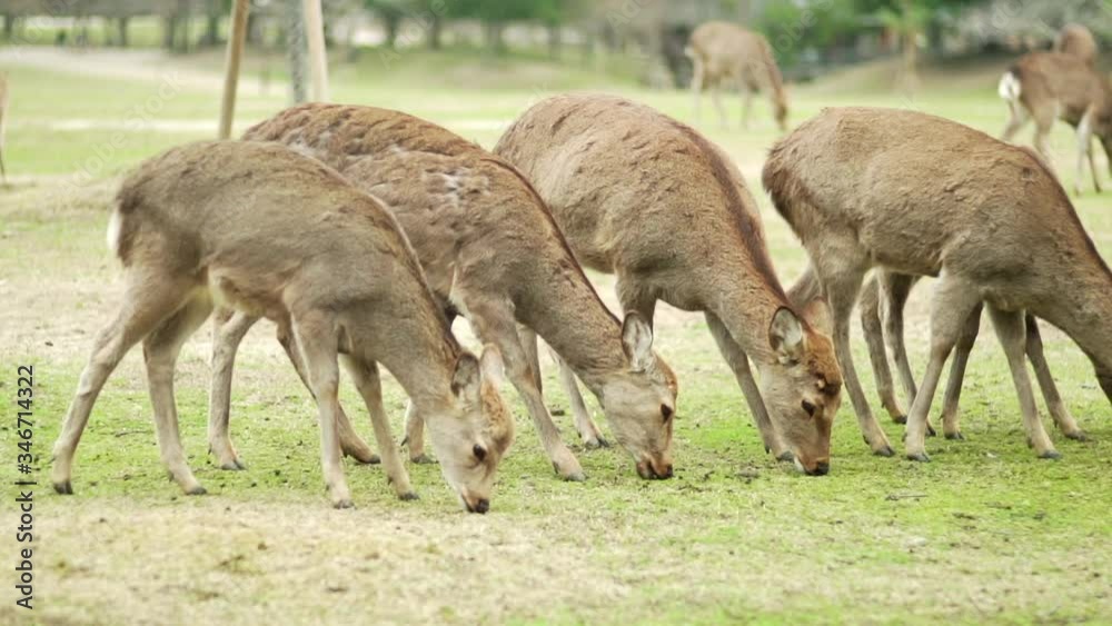 Group Of Cute Deers Eating Grass In Nara Park - Public Park In Nara, Japan - close up shot Group Of Cute Deers Eating Grass In Nara Park - Public Park In Nara, Japan - close up shot