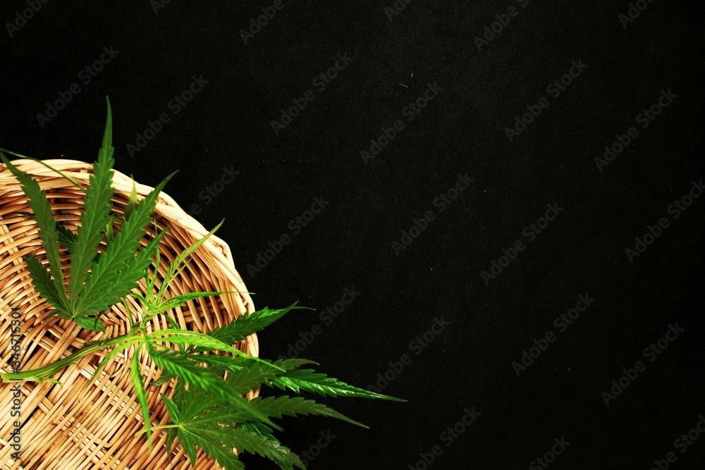Cannabis leaves in the basket Place on a black background.