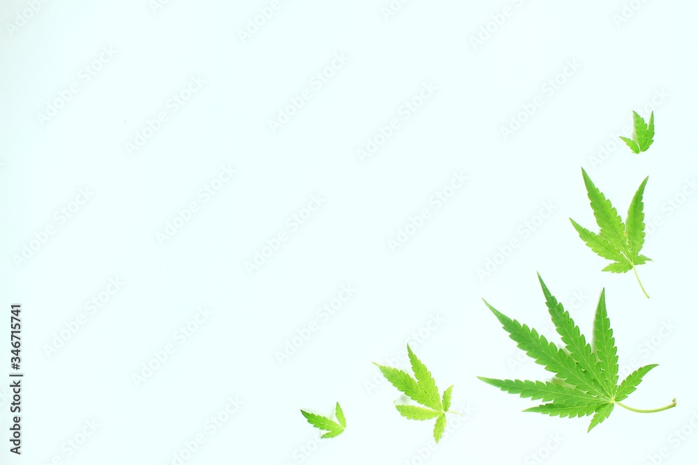 Marijuana leaves on a white background.