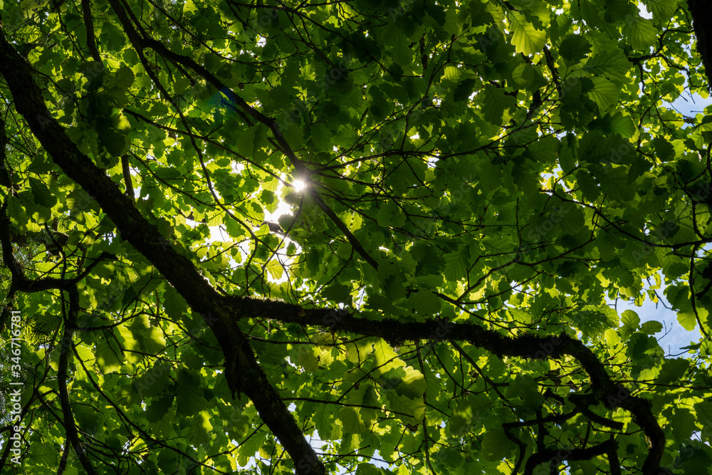 Fototapeta premium Sunbeams shine through the canopy of leaves with juicy green foliage in the forest