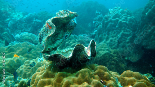 marine biology  coral reef  tridacna underwater