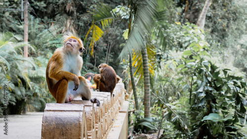 Relaxing time for monkey family in a temple Matara