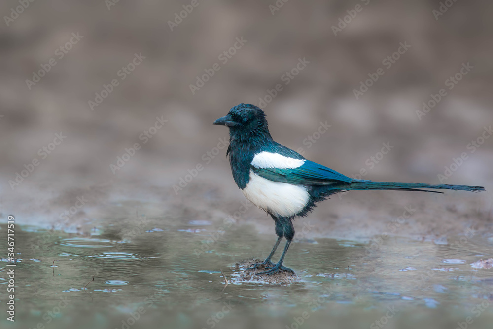 Obraz premium Elster mit nassem Gefieder im Regen Krähenvogel 