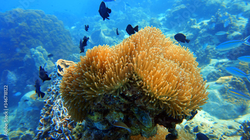 coral reef, anemone underwater, scuba diving
