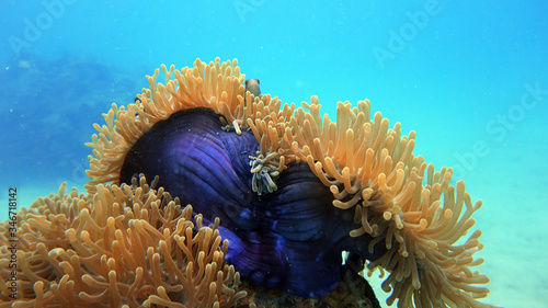 Fotografia, Obraz anemone underwater, coral reef, marine biology, scuba diving
