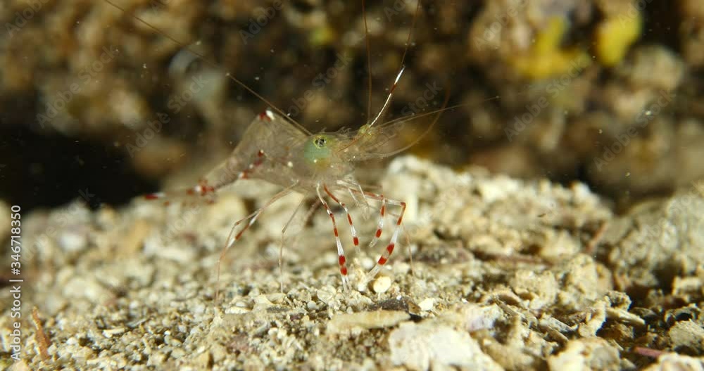 see through shrimp close up sand transparant underwater