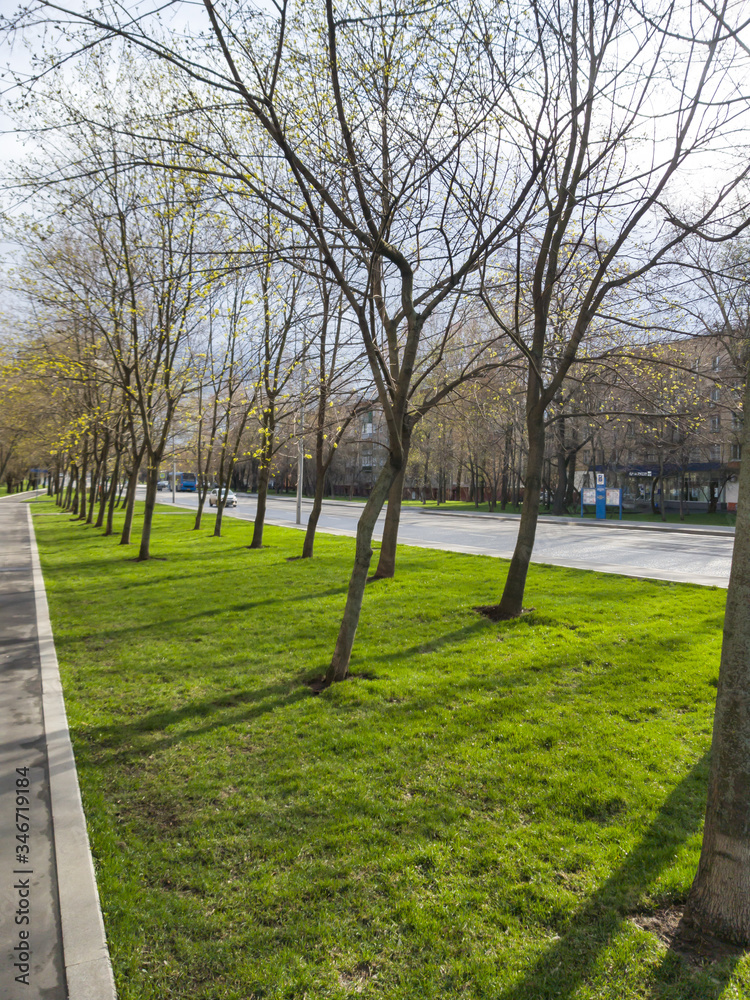 trees in the park spring sunny day park city trees lawn greenery alley trees in the park spring sunny day park city trees lawn greenery alley