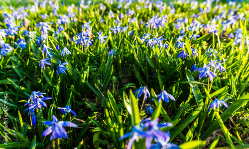 Sternhyazinthen auf einer Wiese im Frühling photo