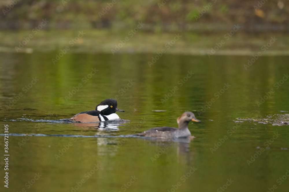 Male female drake hen hooded mergansers ducks swimming in water Male female drake hen hooded mergansers ducks swimming in water