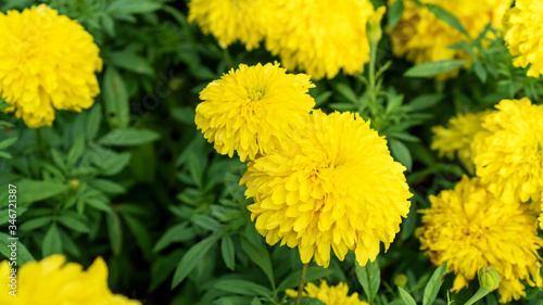 Yellow Marigold flower in a garden. © supaleka