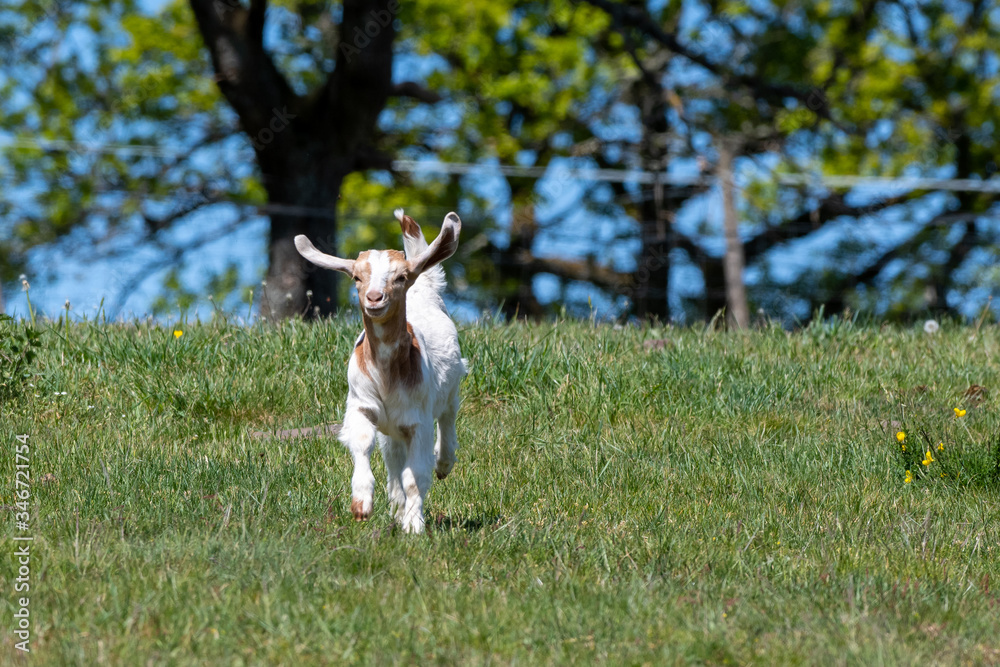 young goat running through meadow with funny ears