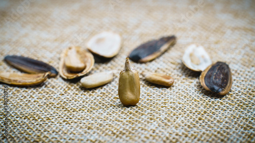 Sunflower seed stands on a sack background.