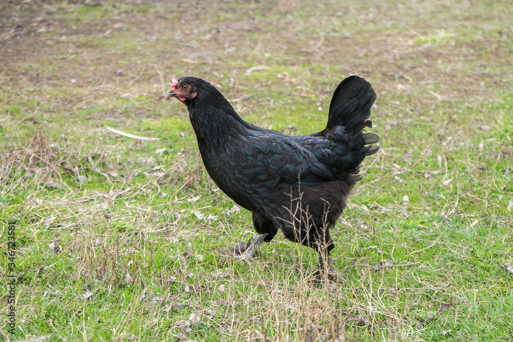 .Black chicken walks on the green grass in the village. .Livestock .Black chicken walks on the green grass in the village. .Livestock