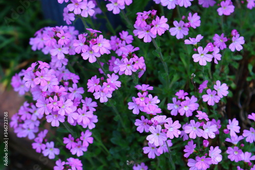 ピンクの花

